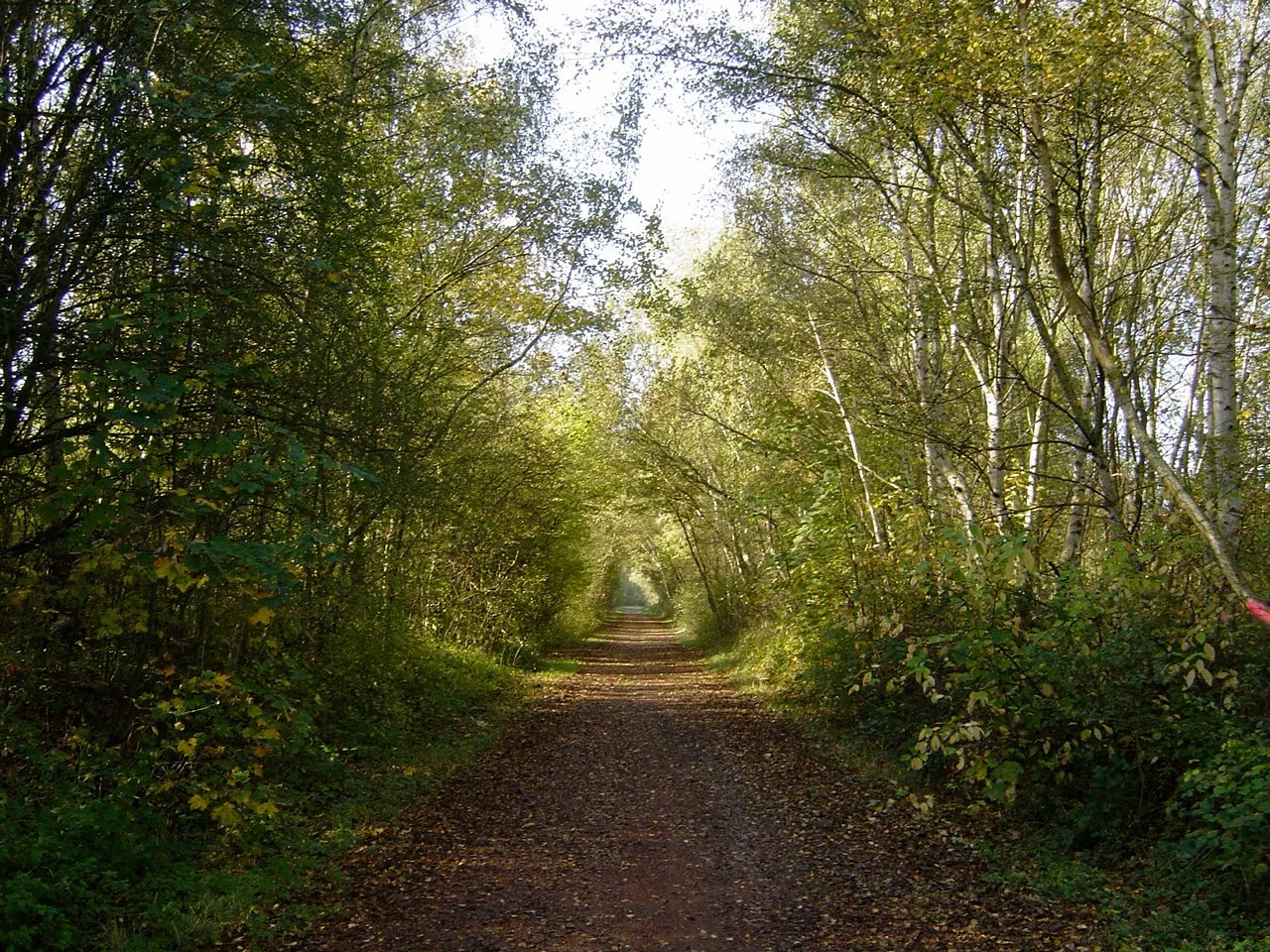 Chemin sous les arbres menant au site, 2005